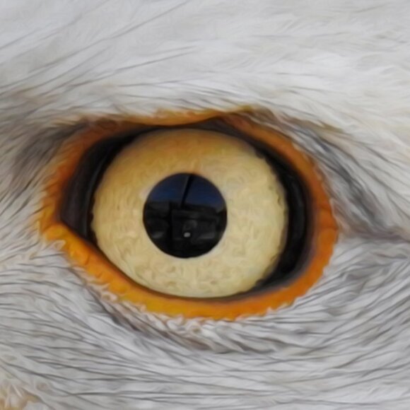 16x20 Bald Eagle Closeup Photography Oil Painting Art Poster‎ - Picture 4 of 5